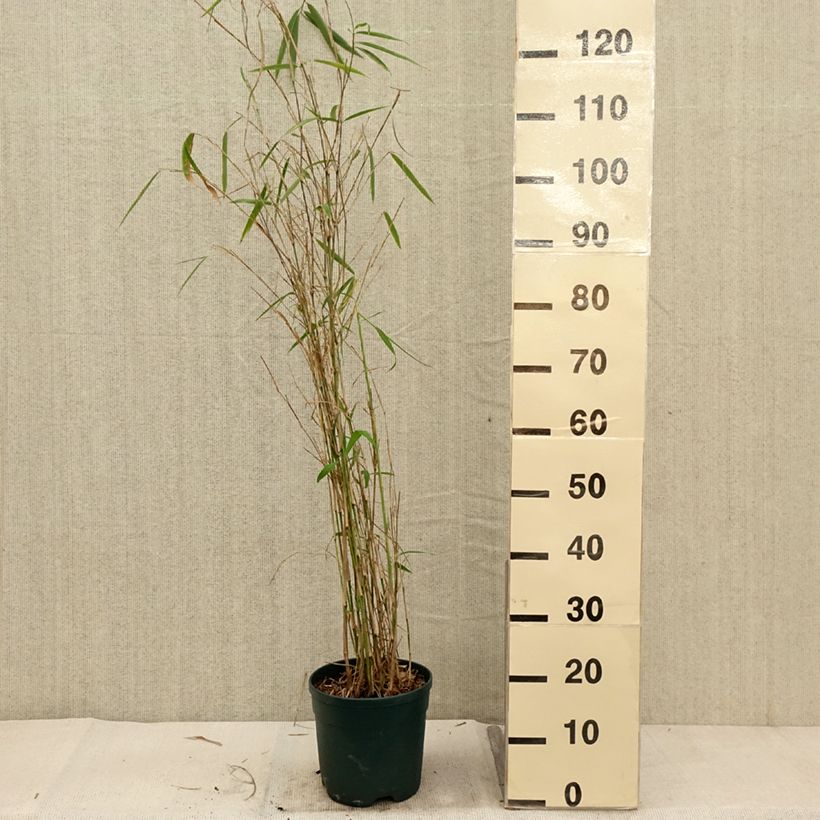 Example of Fargesia yunnanensis - Bambus Topf mit 4L/5L as you get in automne