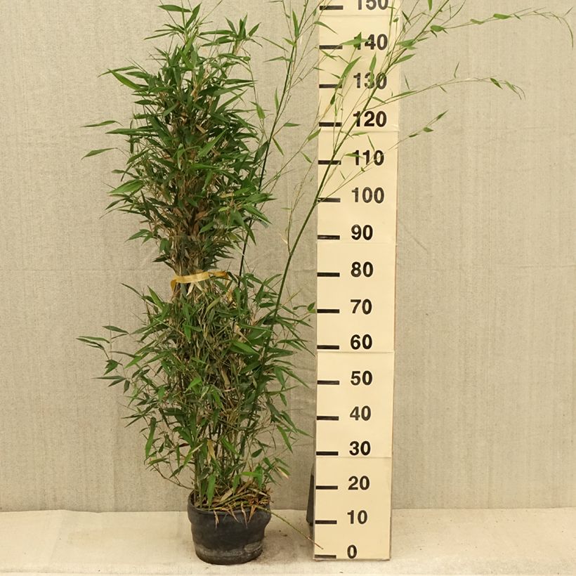 Exemplar von Bisset-Bambus - Phyllostachys bissetii Topf mit 4L/5L wie im Sommer geliefert