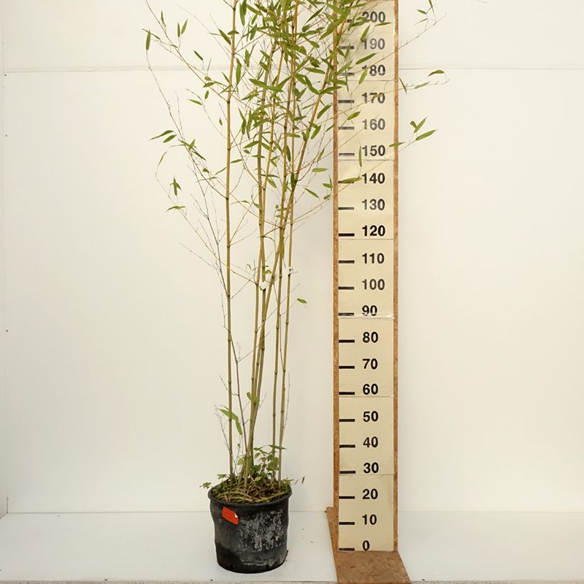 Exemplar von Bisset-Bambus - Phyllostachys bissetii Topf mit 12L/15L wie im Herbst geliefert