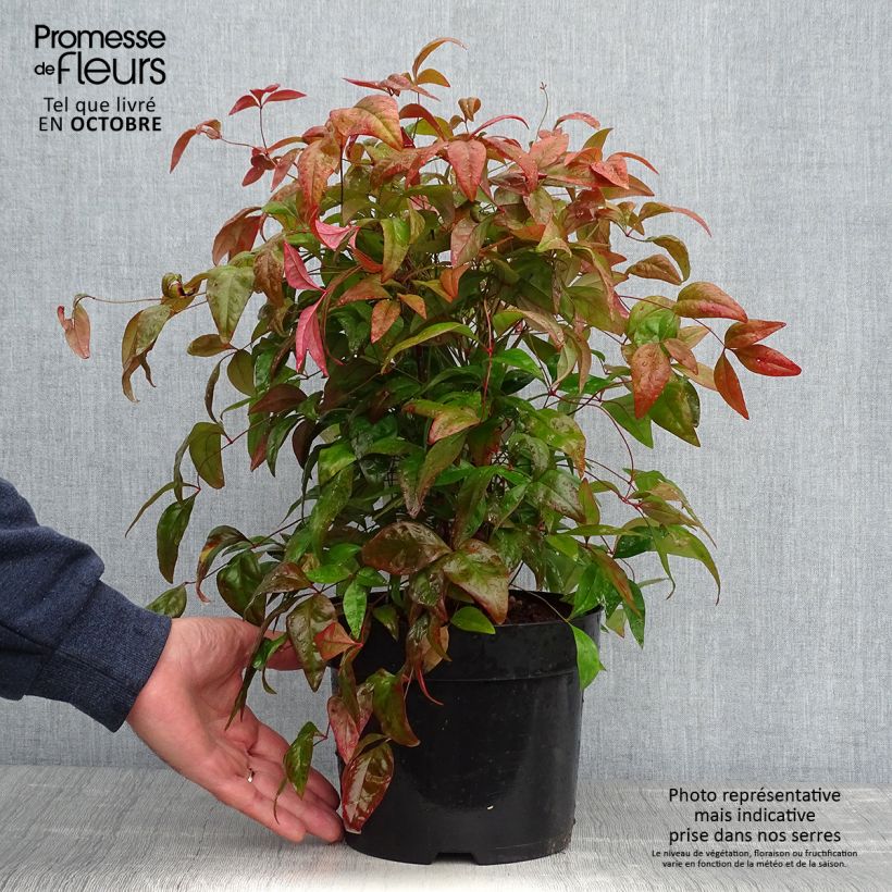 Example of Nandina domestica Blush Pink - Himmelsbambus Topf mit 2L/3L as you get in automne