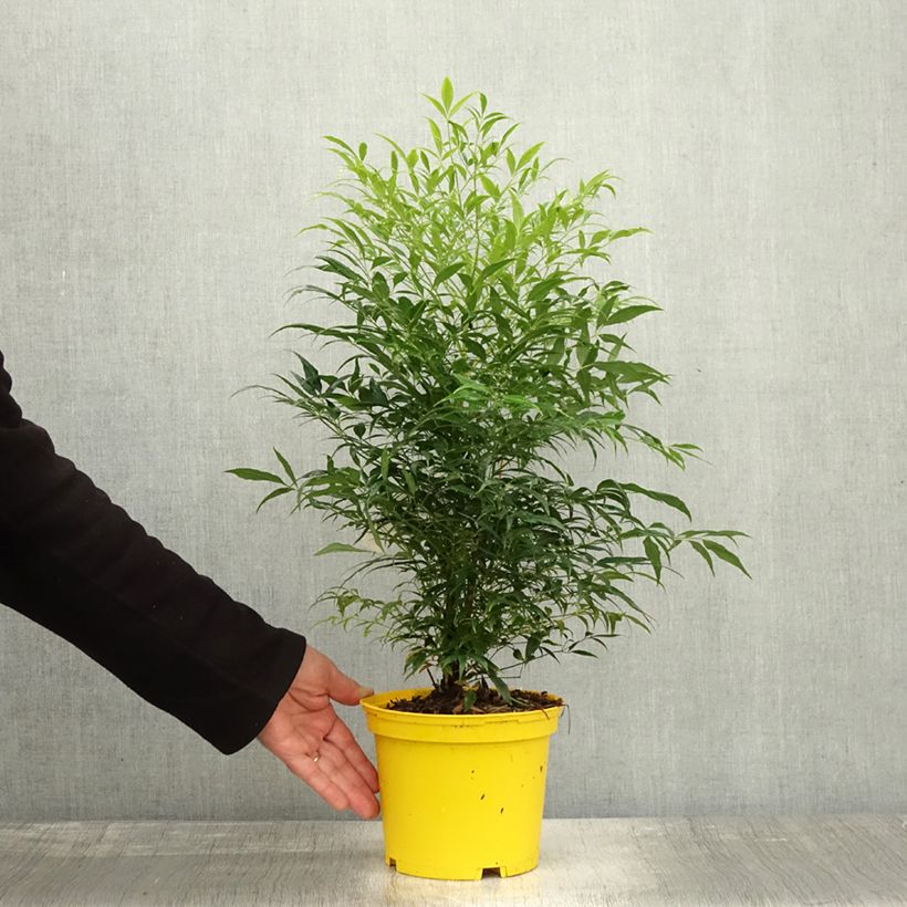 Example of Nandina domestica Brightlight - Himmelsbambus Topf mit 3L/4L as you get in automne