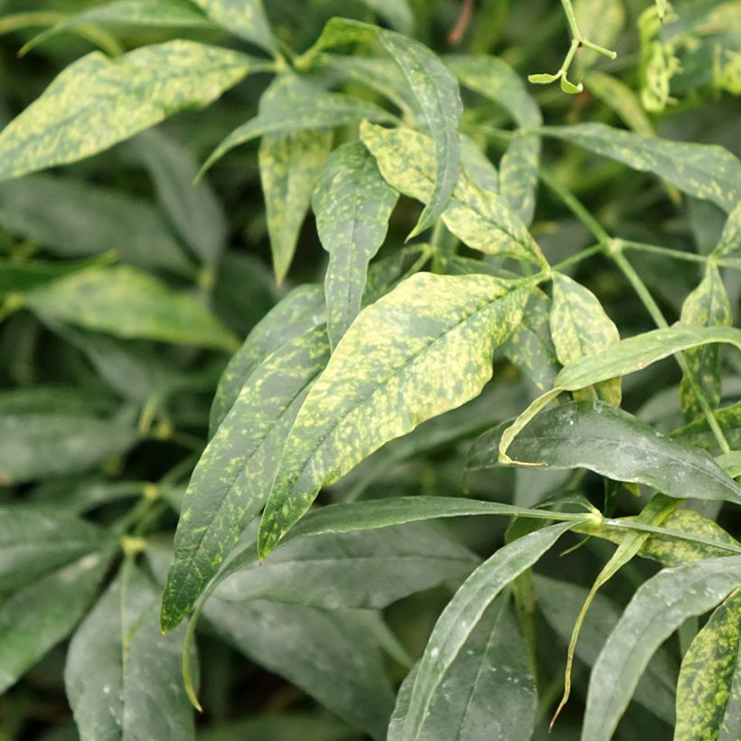 Nandina domestica Brightlight - Himmelsbambus (Foliage)