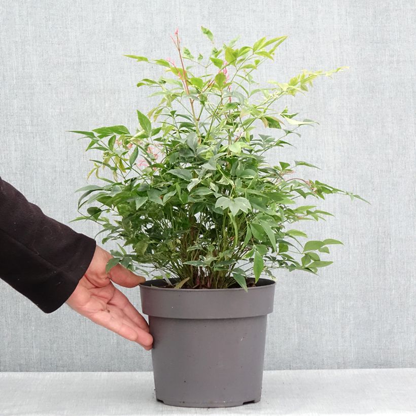 Exemplar von Nandina domestica Magical Sunrise - Himmelsbambus Topf mit 3L/4L wie im Frühjahr geliefert