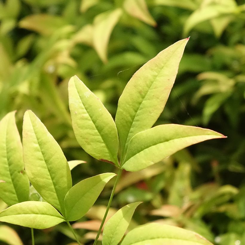 Nandina domestica Moon Bay - Himmelsbambus (Foliage)