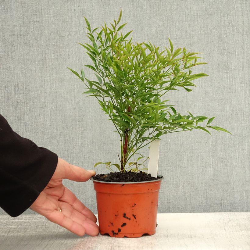 Example of Nandina domestica Moon Bay - Himmelsbambus Topf 12 cm / 13 cm as you get in automne