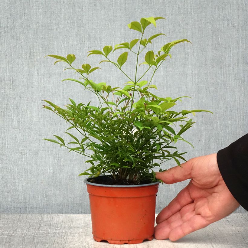 Exemplar von Nandina domestica Moon Bay - Himmelsbambus Kleine Töpfe von 8/9 cm wie im Frühjahr geliefert