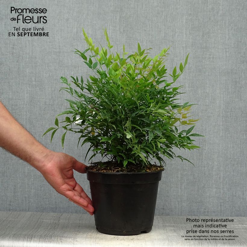 Example of Nandina domestica Moon Bay - Himmelsbambus Topf mit 3L/4L as you get in automne