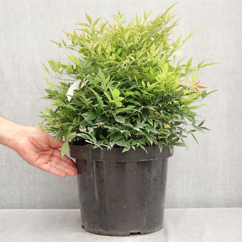 Exemplar von Nandina domestica Moon Bay - Himmelsbambus Topf mit 3L/4L wie im Sommer geliefert