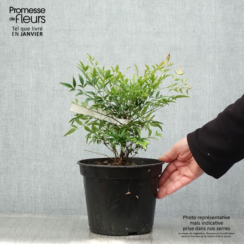 Exemplar von Nandina domestica Moon Bay - Himmelsbambus Topf mit 3L/4L wie im Winter geliefert