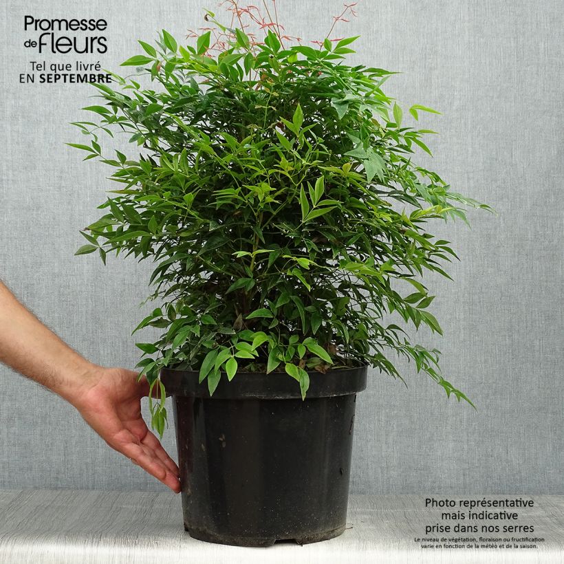 Example of Nandina domestica Sienna Sunrise - Himmelsbambus Topf mit 7,5L/10L as you get in automne
