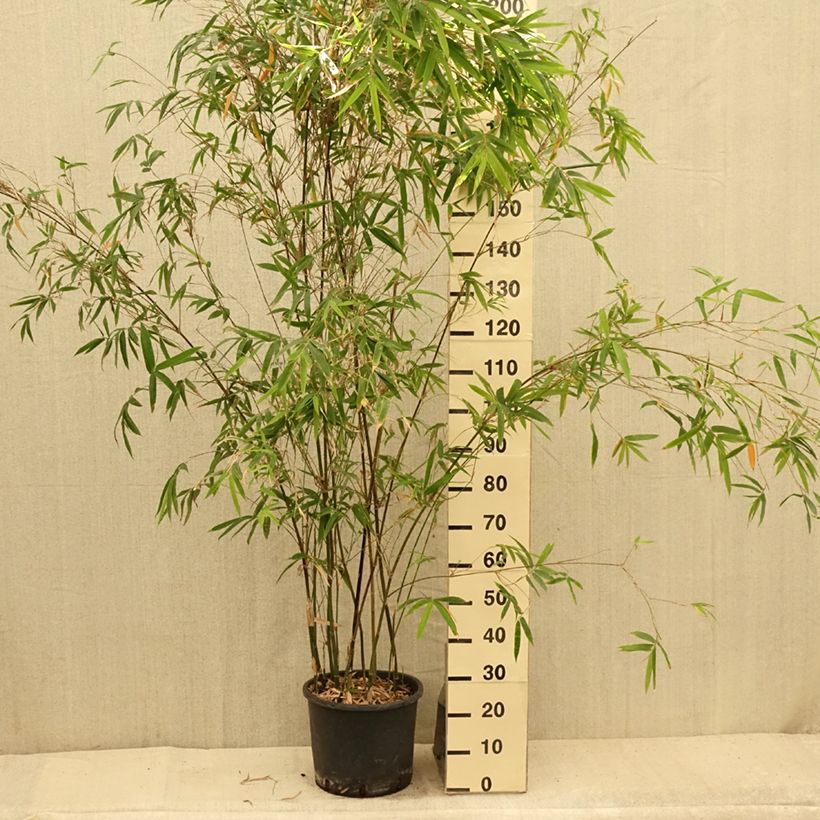 Exemplar von Bambusa glaucescens - Bambus Topf mit 12L/15L wie im Sommer geliefert