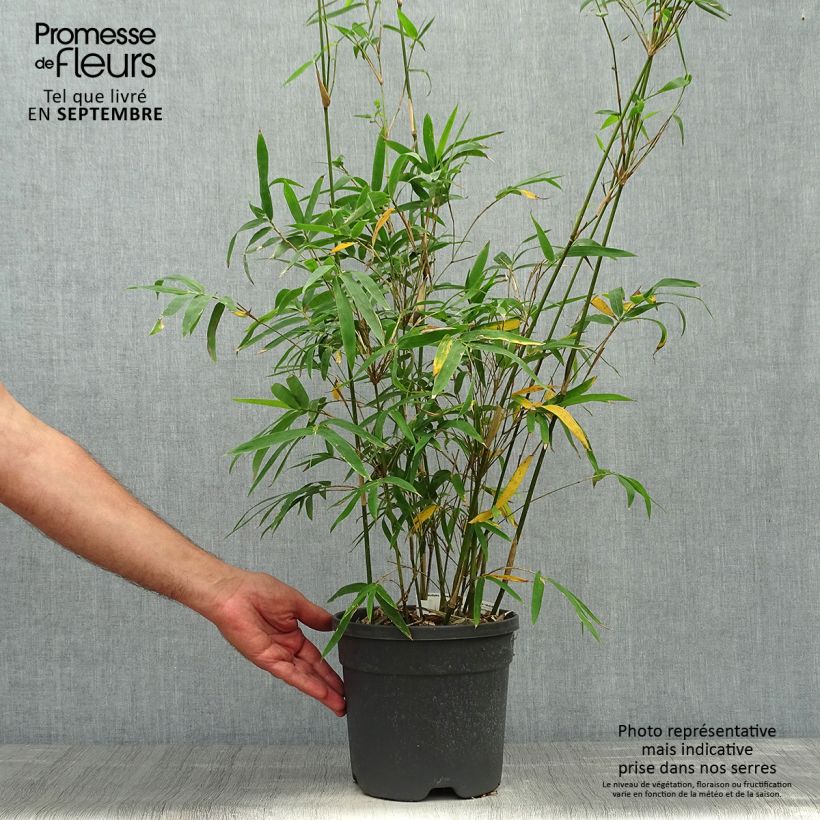Example of Bambusa glaucescens - Bambus Topf mit 4L/5L as you get in automne