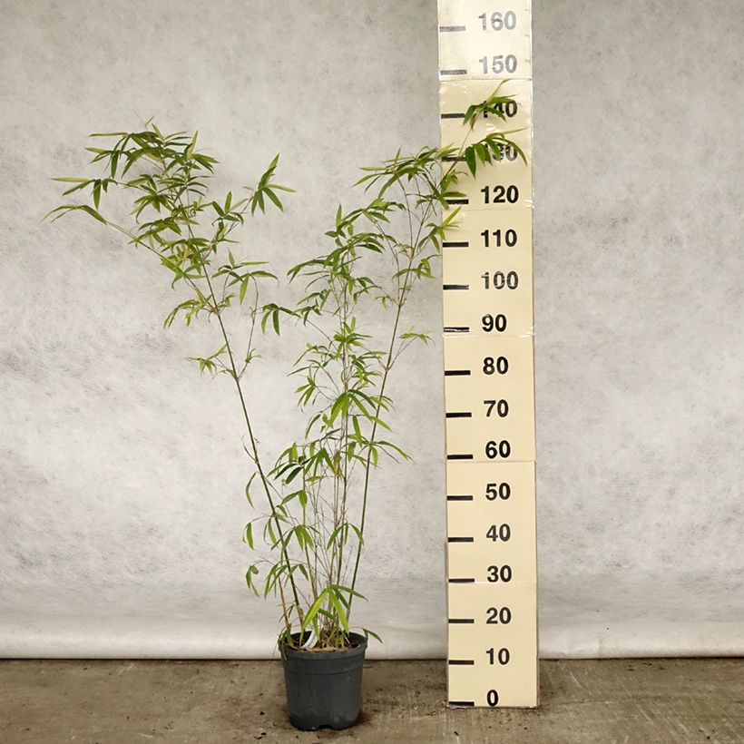 Exemplar von Bambusa glaucescens - Bambus Topf mit 4L/5L wie im Frühjahr geliefert