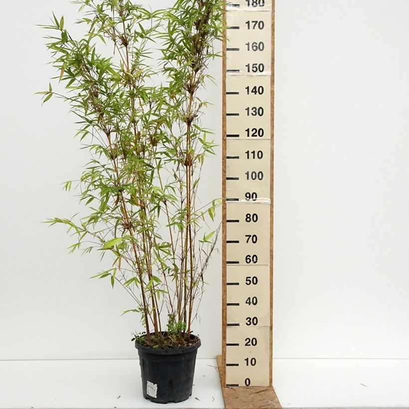 Exemplar von Bambusa glaucescens multiplex Alphonse Karr - Bambus Topf mit 12L/15L wie im Sommer geliefert