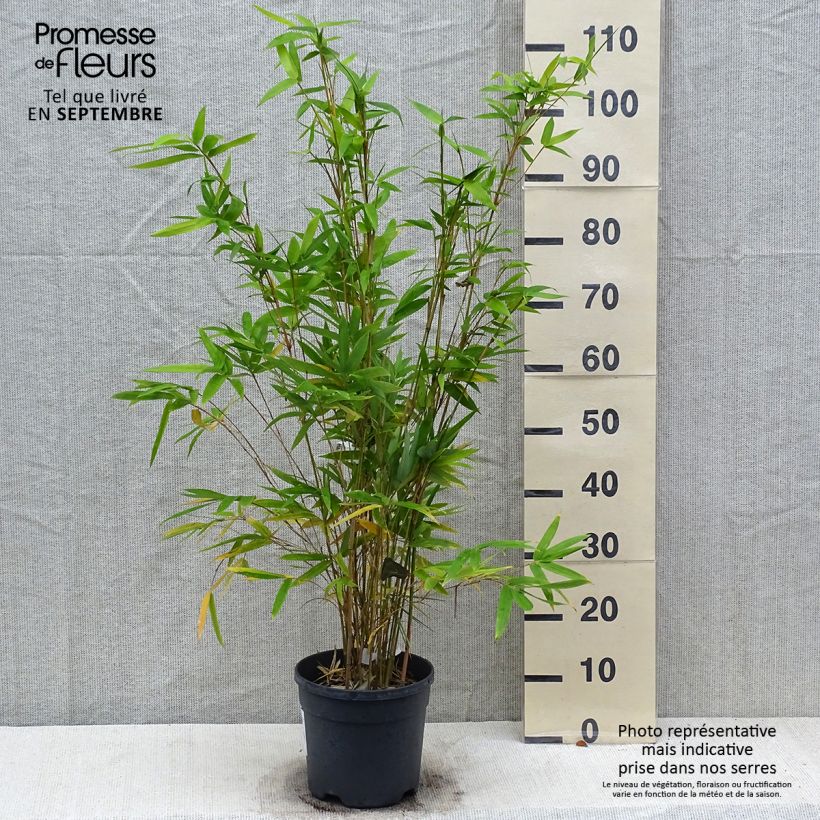 Example of Bambusa glaucescens multiplex Alphonse Karr - Bambus Topf mit 4L/5L as you get in automne