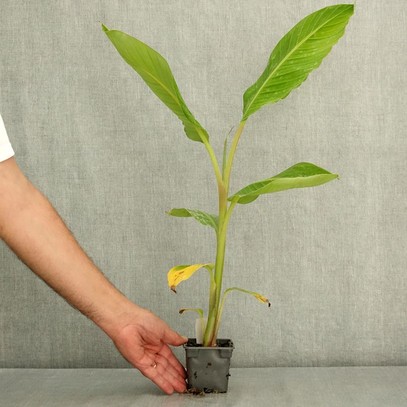 Exemplar von Musa Himalayensis Speciosa - Darjeeling-Banane Kleine Töpfe von 8/9 cm wie im Sommer geliefert