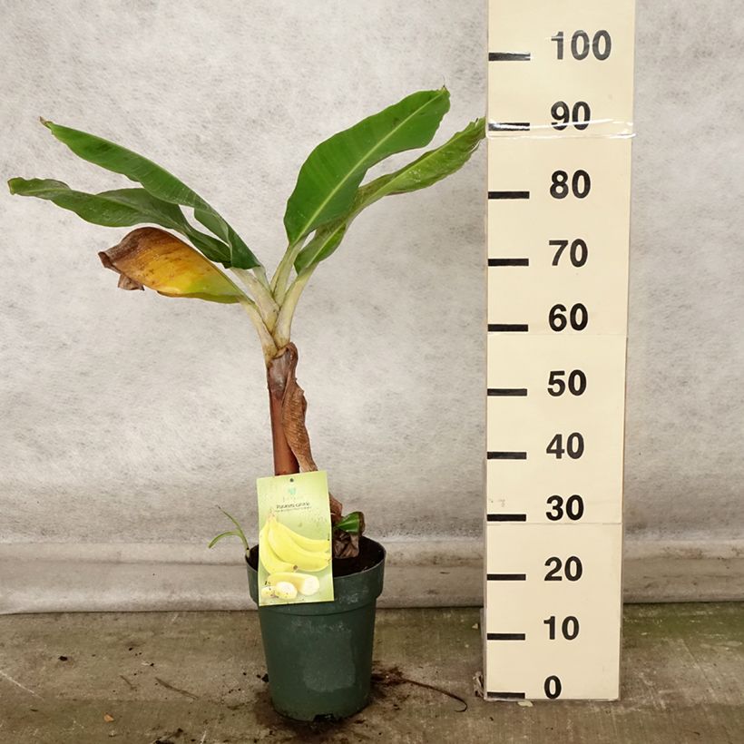 Example of Musa acuminata Dwarf Cavendish - Zwerg-Essbanane Topf mit 6L/7L as you get in automne