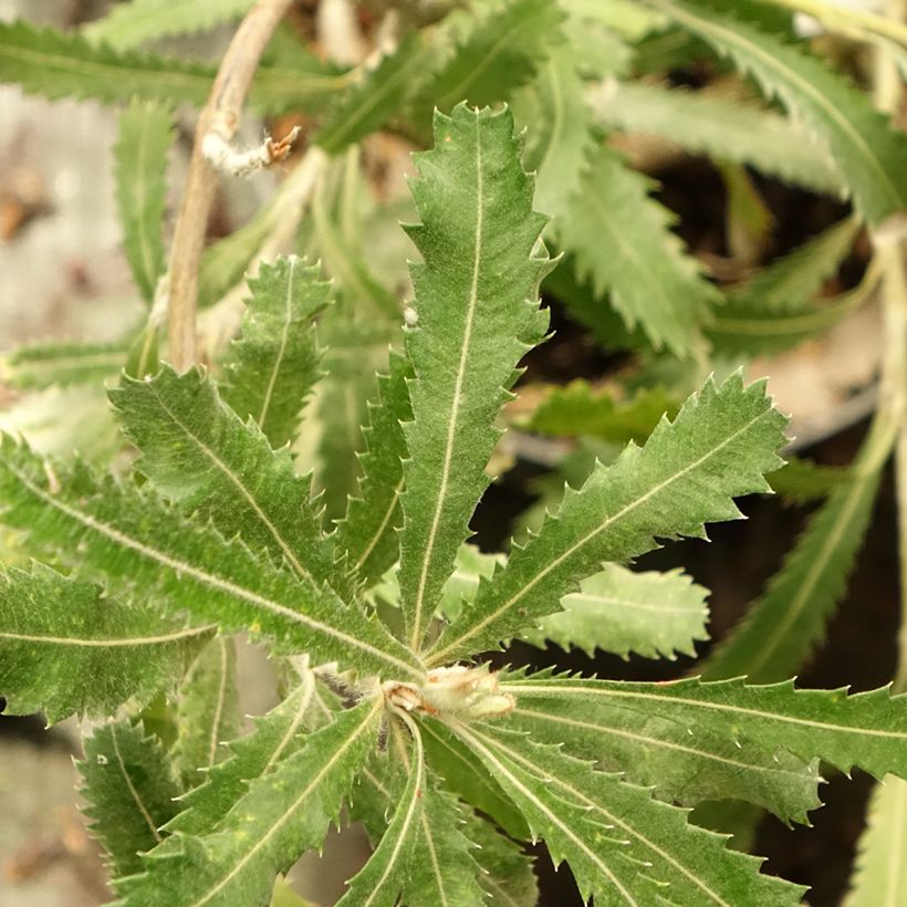 Banksia serrata - Banksie (Foliage)