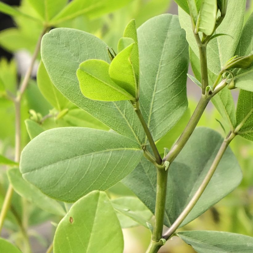 Baptisia albescens Pink Form - Falscher Indigo (Laub)