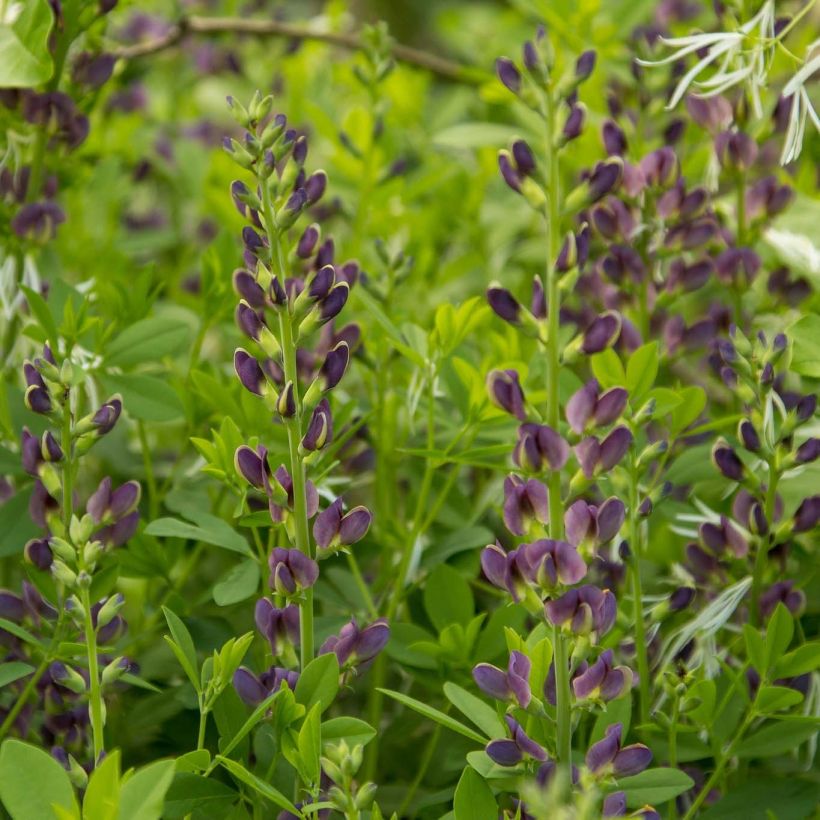 Baptisia australis var. minor Dark Blue - Indigolupine (Flowering)