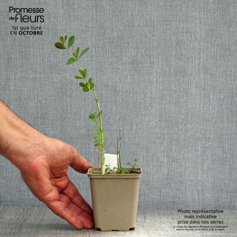 Example of Baptisia australis var. minor Dark Blue - Indigolupine Kleine Töpfe von 8/9 cm as you get in automne