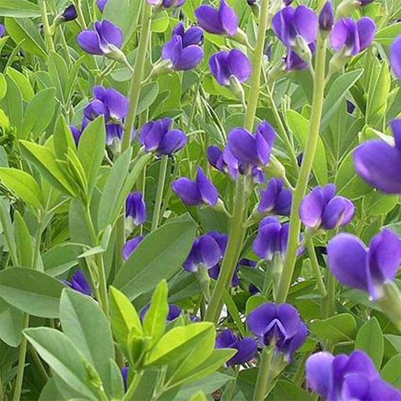 Baptisia australis Caspian Blue - Indigolupine (Flowering)