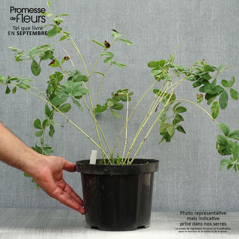 Example of Baptisia Cherries Jubilee - Indigolupine Topf mit 4L/5L as you get in automne