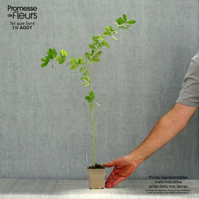 Example of Baptisia Cherries Jubilee - Indigolupine Kleine Töpfe von 8/9 cm as you get in ete