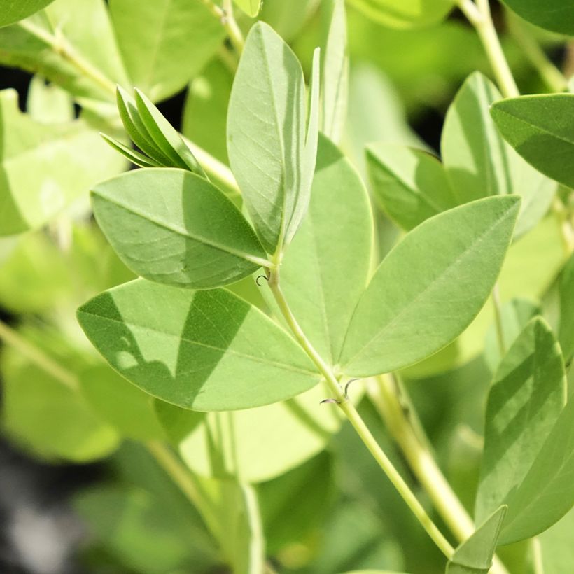 Baptisia Decadence Dark Chocolate - Indigolupine (Foliage)