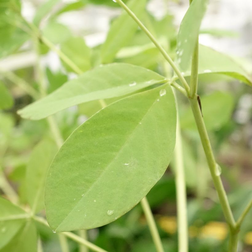 Baptisia Decadence Dark Chocolate - Indigolupine (Flowering)