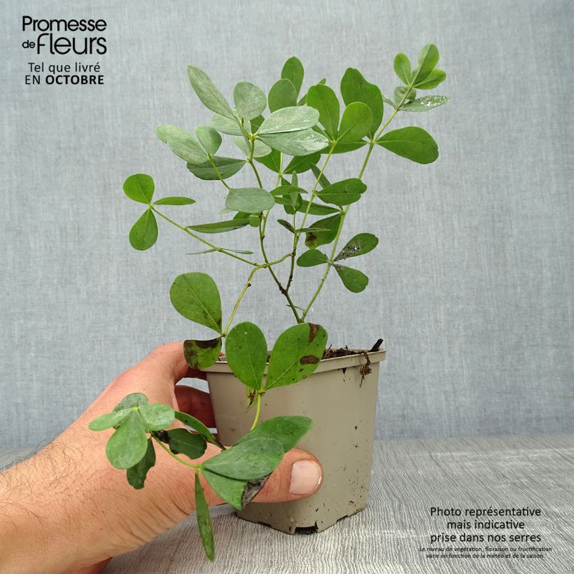 Example of Baptisia Decadence Dutch Chocolate - Indigolupine Kleine Töpfe von 8/9 cm as you get in automne