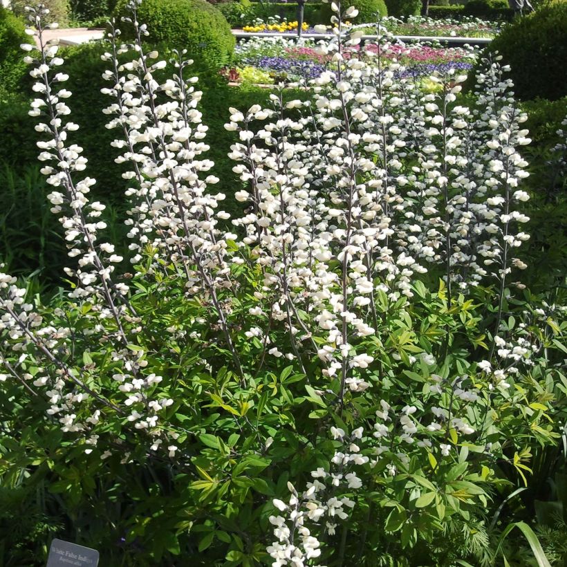 Baptisia alba - Weiße Indigolupine (Flowering)