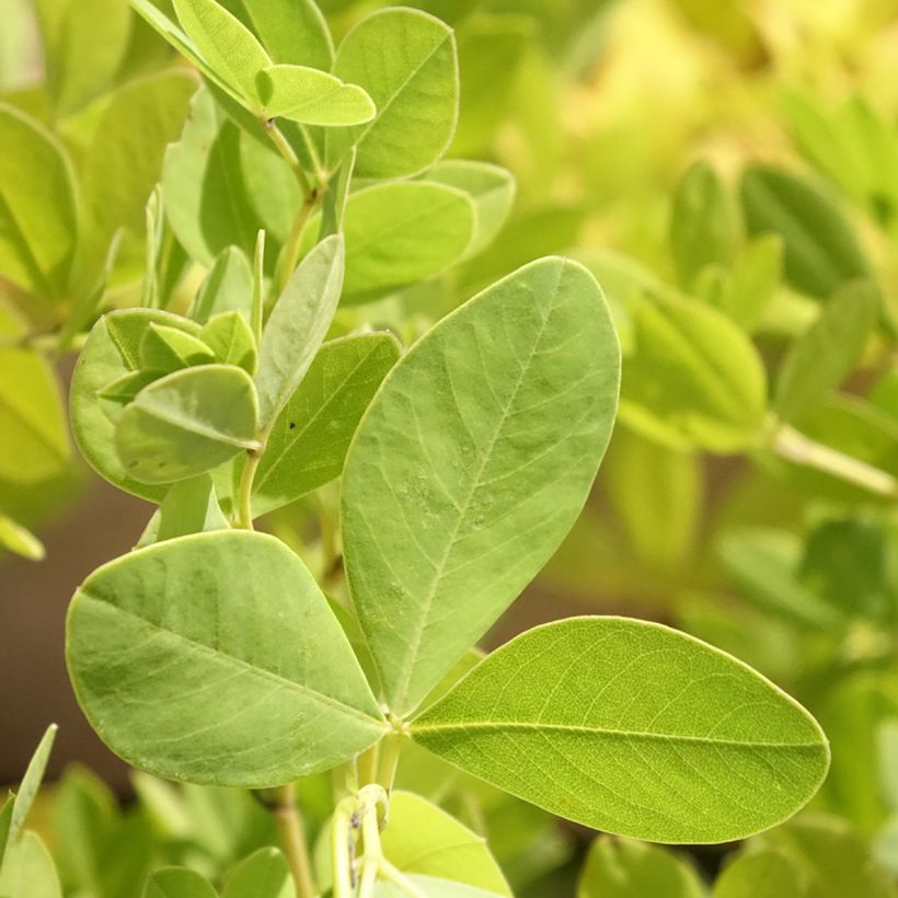 Baptisia alba - Weiße Indigolupine (Foliage)