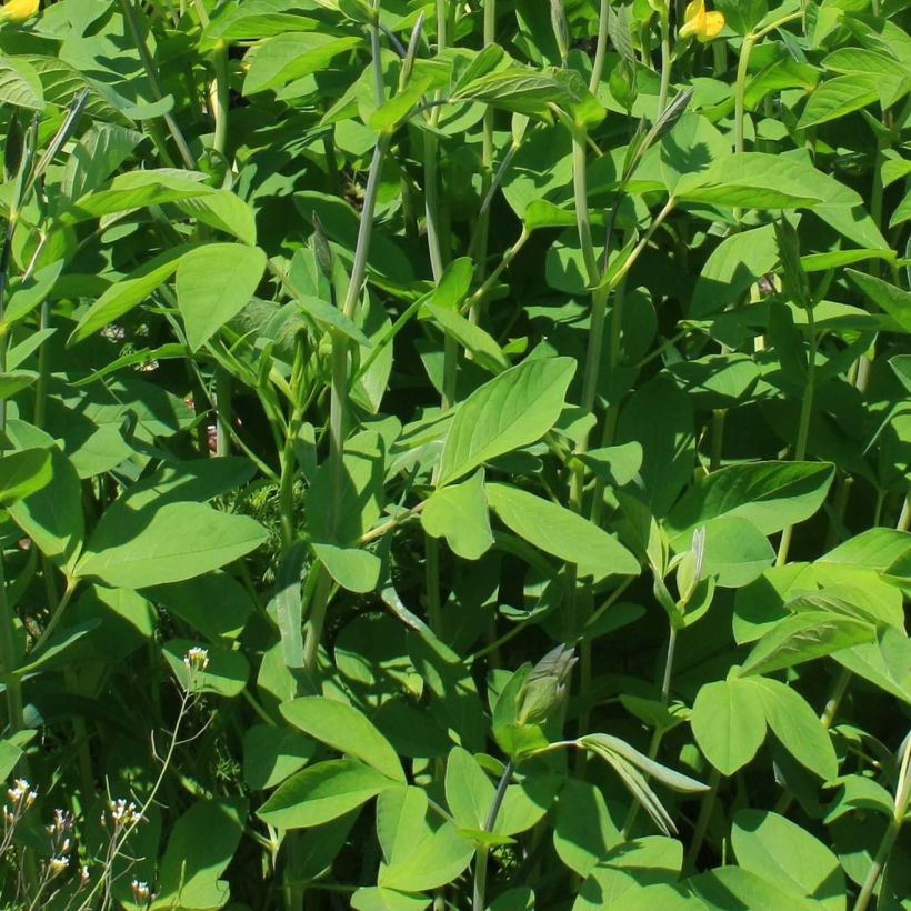Baptisia sphaerocarpa - Färberhülse (Flowering)