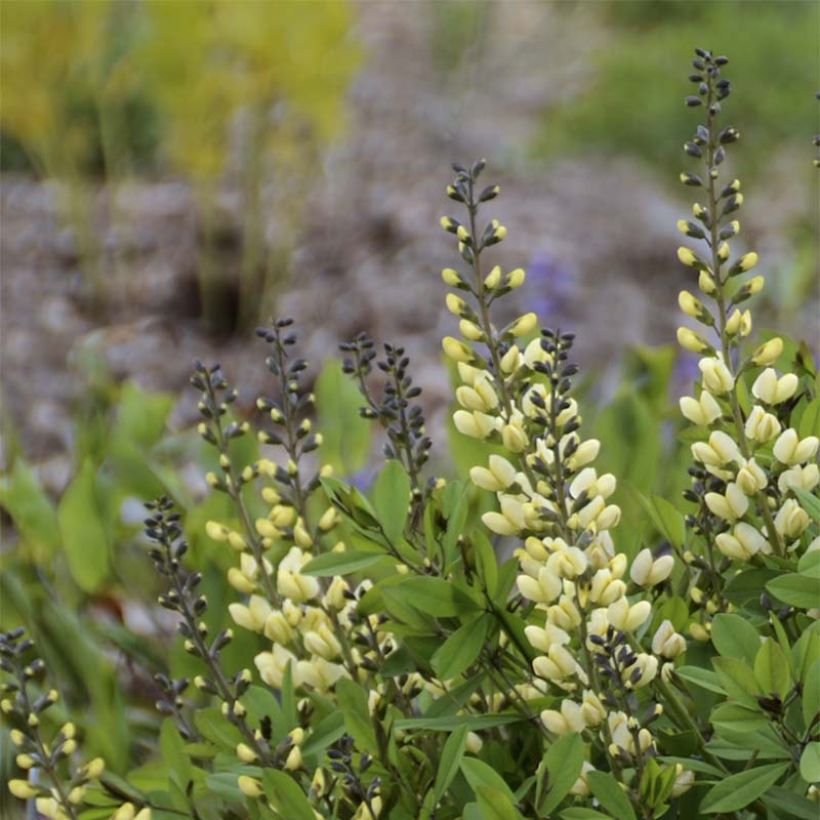 Baptisia Decadence Vanilla Cream - Indigolupine (Flowering)