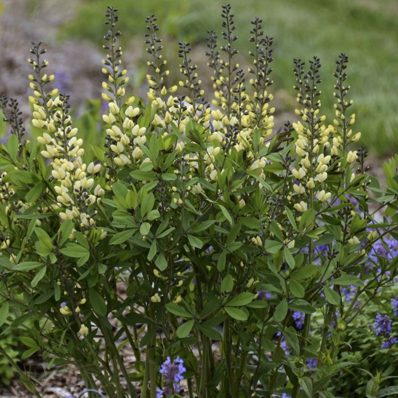 Baptisia Decadence Vanilla Cream - Indigolupine (Plant habit)