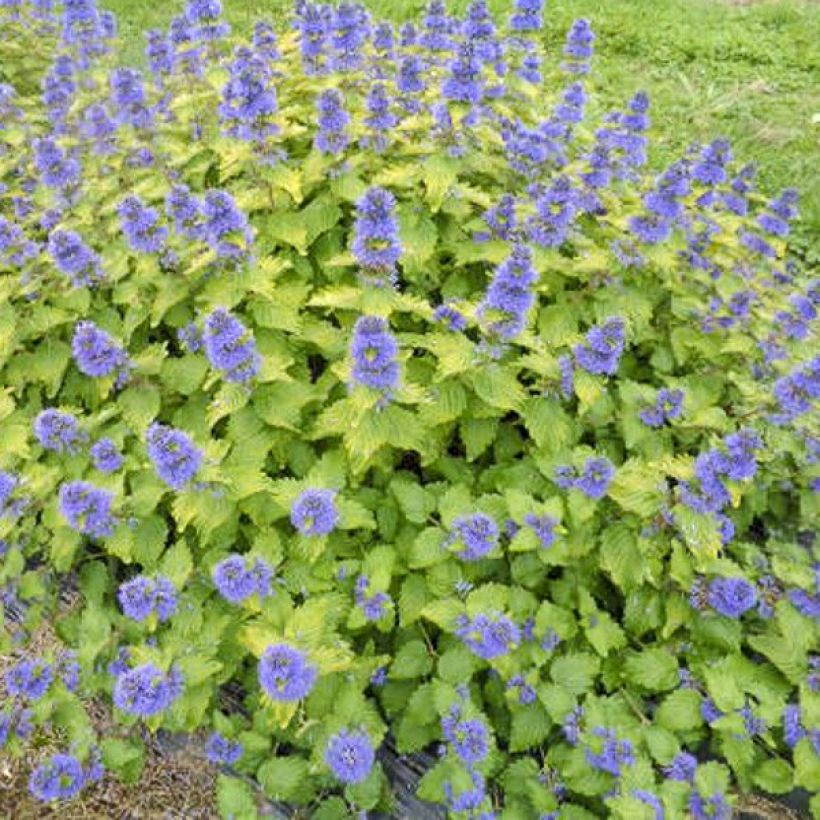 Bartblume Good as Gold - Caryopteris clandonensis (Plant habit)