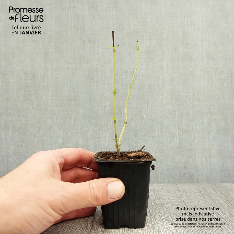 Exemplar von Basilikum Selloi - Ocimum fragrantissimum Kleine Töpfe von 8/9 cm wie im Winter geliefert