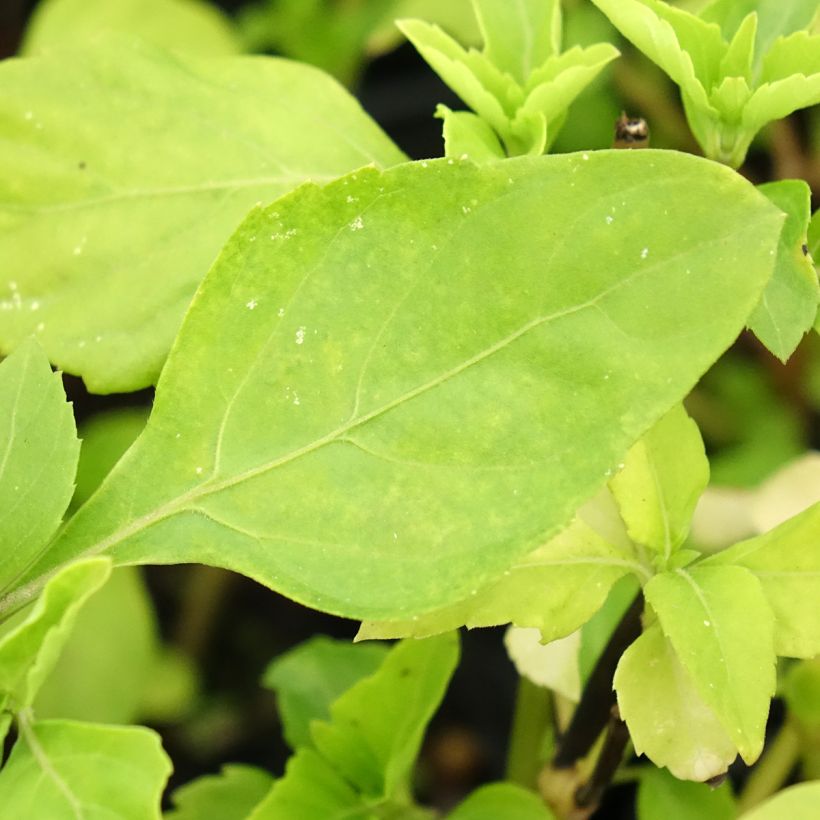 Basilikum Selloi - Ocimum fragrantissimum (Foliage)