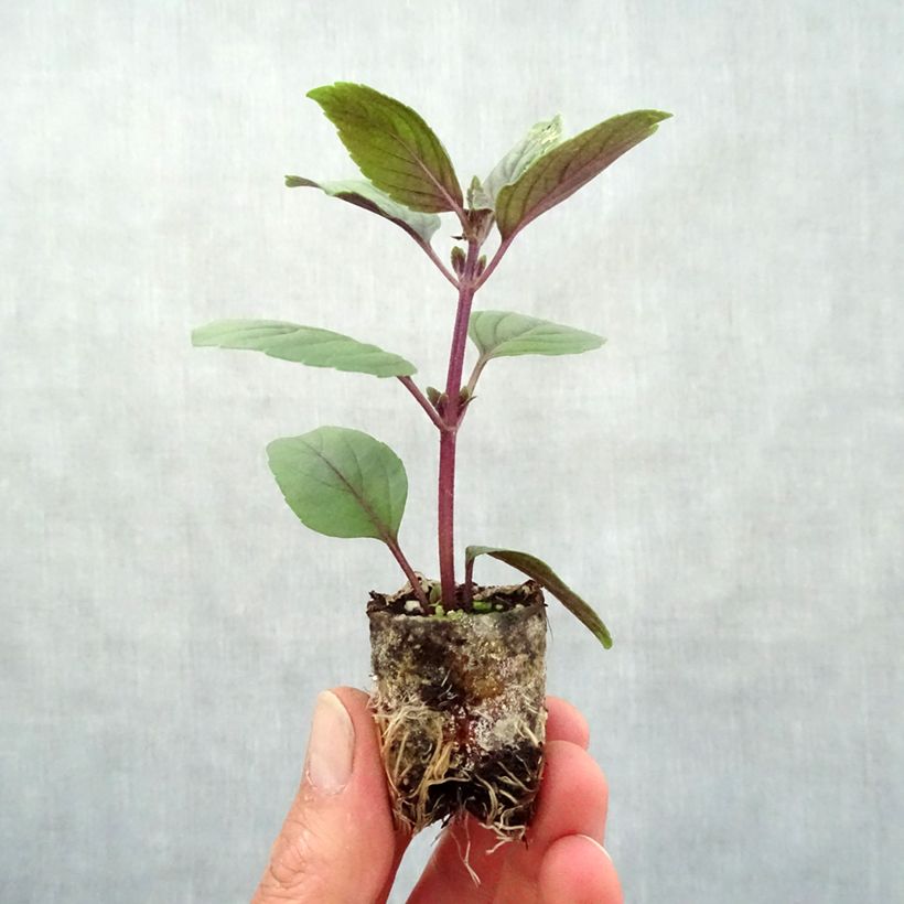 Example of Kampfer-Basilikum Magic Mountain Bio - Ocimum kilimandscharicum Mini-Plug Ø 3/4 cm as you get in printemps