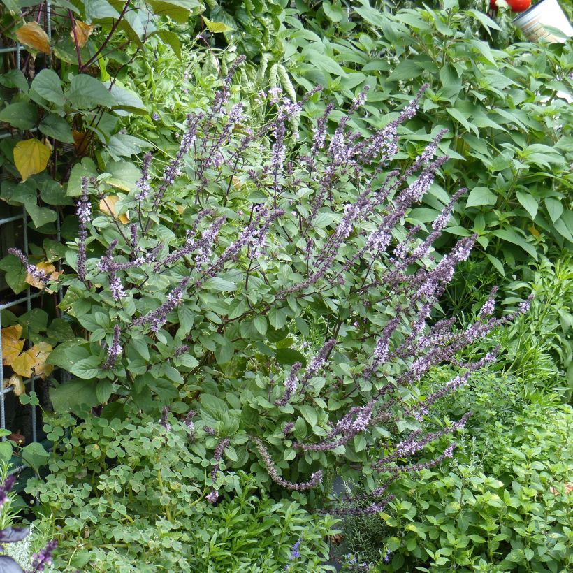 Kampfer-Basilikum Magic Mountain - Ocimum kilimandscharicum (Plant habit)
