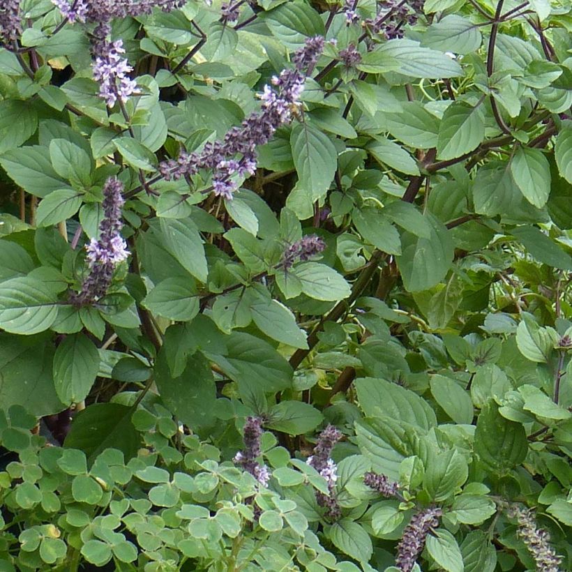 Kampfer-Basilikum Magic Mountain - Ocimum kilimandscharicum (Foliage)