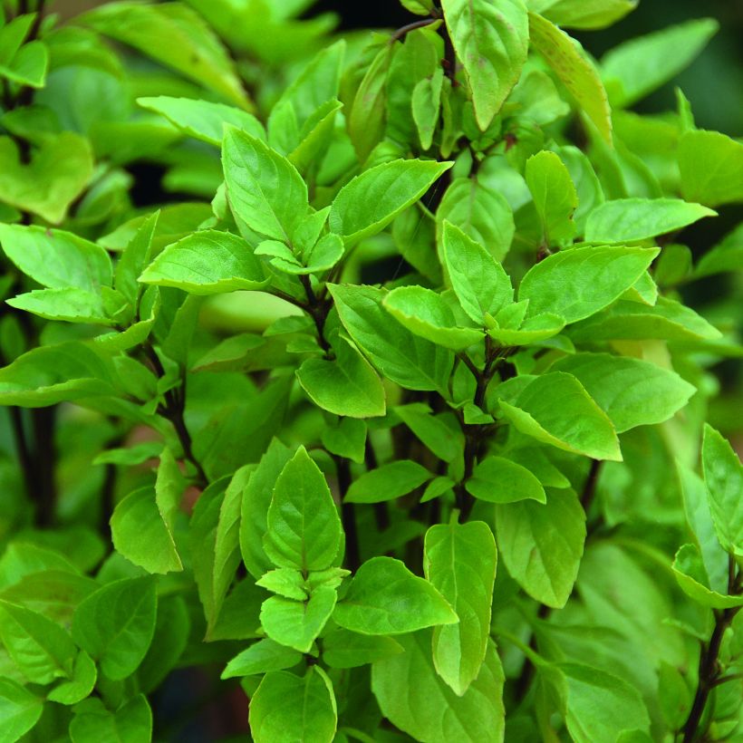 Basilikum Russe - Ocimum (Foliage)
