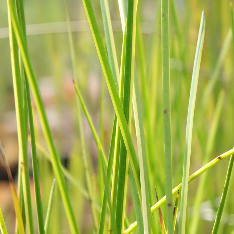 Baumea rubiginosa - Australische Binse (Laub)