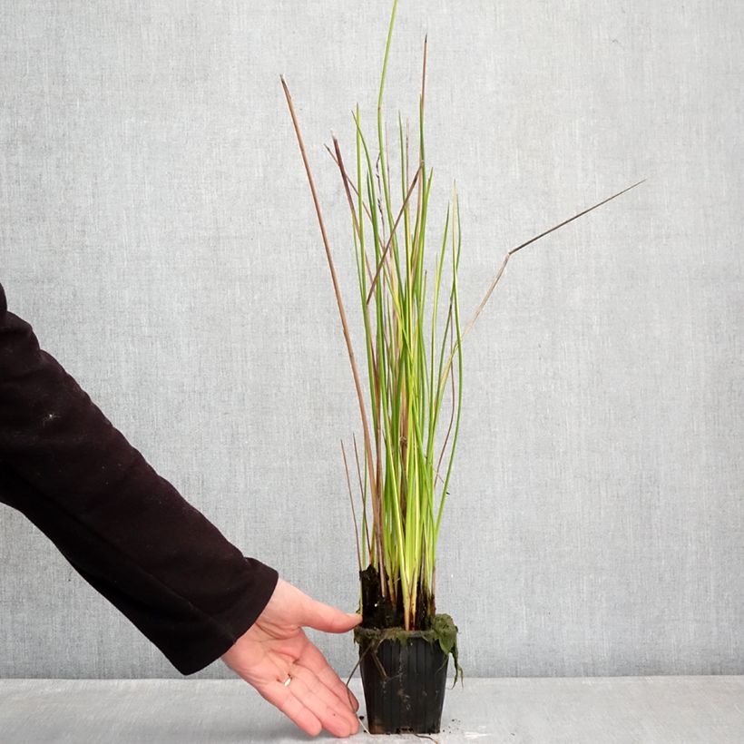 Exemplar von Baumea rubiginosa - Australische Binse Kleine Töpfe von 8/9 cm wie im Winter geliefert