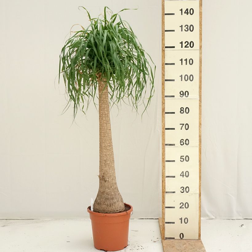 Example of Beaucarnea recurvata - Elefantennuss Topf mit 7,5L/10L as you get in ete