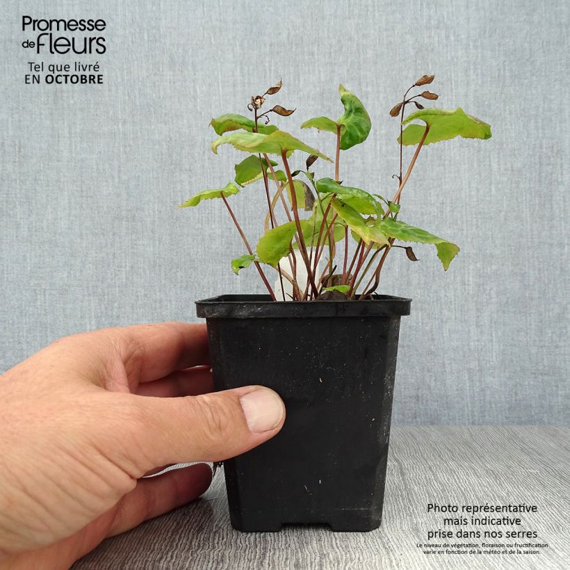 Example of Beesia calthifolia Kleine Töpfe von 8/9 cm as you get in automne