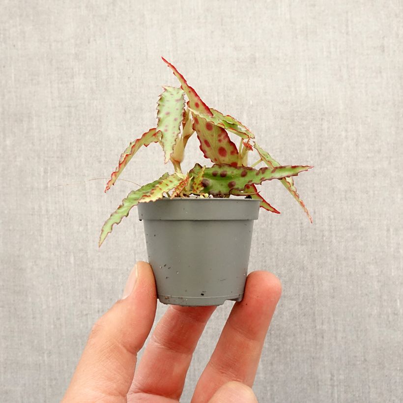 Example of Begonia amphioxus - Zimmerbegonie Mini-plante as you get in printemps