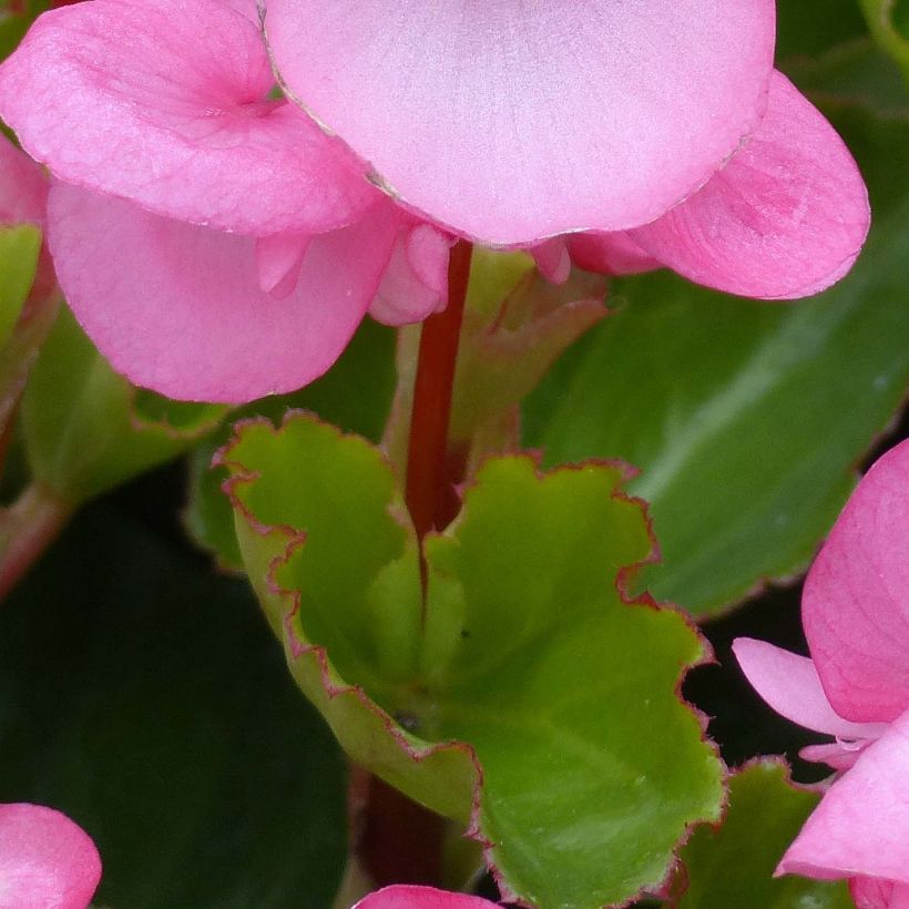 Begonie Big F1 Pink Green Leaf - Begonia (Foliage)