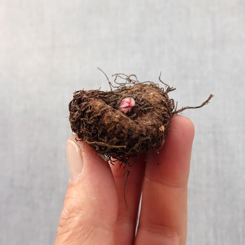 Example of Begonie Compacta - Begonia Zwiebel size 4/5 as you get in printemps